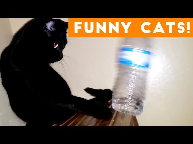 Try Not To Laugh At This Funny Cat Video Compilation | Funny Pet Videos 
