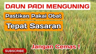 Tips Kenali Penyakitnya Sebelum Pengendalian Daun Padi Menguning