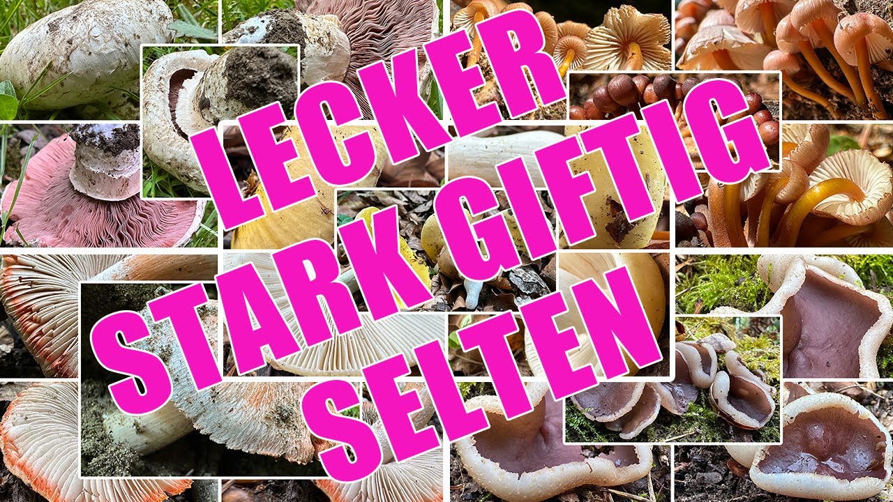 Toller Speisepilz, gefährlicher Giftpilz, seltener Becherlinge | Super spannende Erstfunde 2025