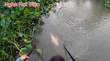 Hốt Bầy Cá Chép To Nghe Hơi Điện Dạt Mé Sạch Sẽ | Kích Cá Miền Tây | Catch Fish