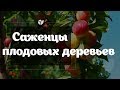 Саженцы плодовых деревьев | Agro-market.net