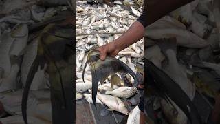 সাগরের বুকে যেন এক জলপরী! 🧚‍♀️🐟