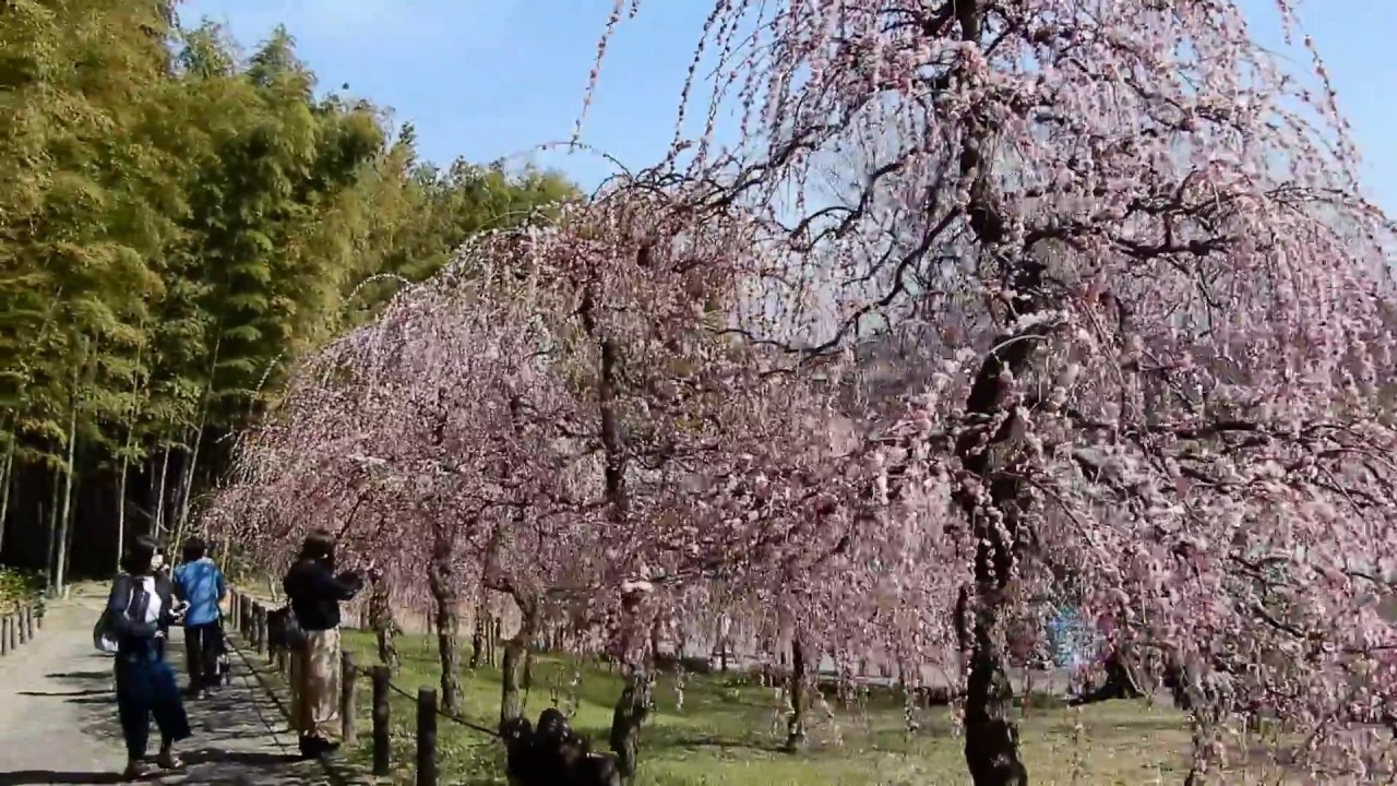 名古屋市農業センターのしだれ梅 Youtube