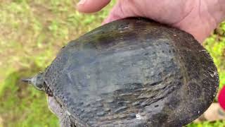 ￼ Rescuing a Florida soft shell turtle.🐢❤️