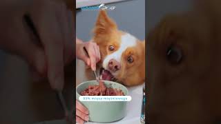Co napędza aktywne psy? Prime Bite🥩 #shorts #activedog #dogfood #dogperformance #gamedog