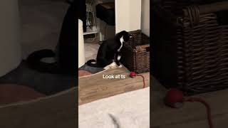 The foot dexterity is impeccable #cat #cats #kitten #kittens @lolliepops954