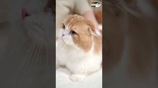 Serenity Captivating Cat Purrfect Harmony 4K Video