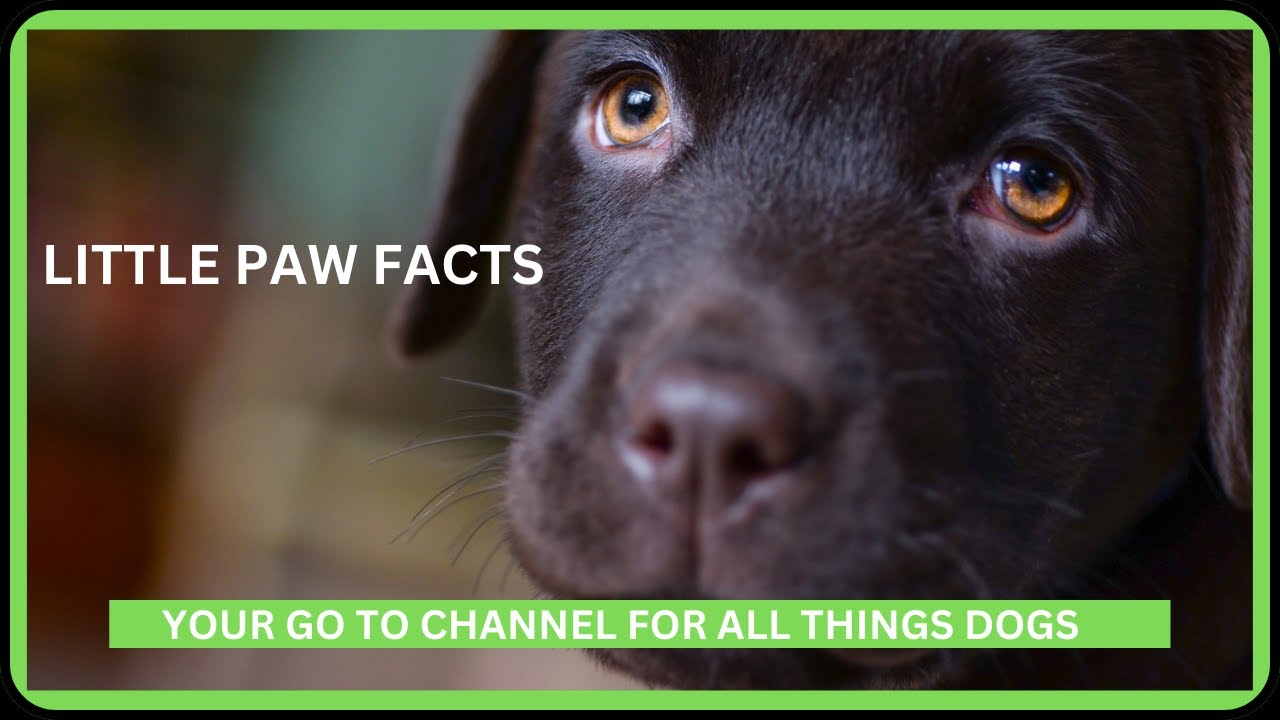 Welcome to Little Paw Facts.  Get ready to dive into a world of adorable doggie knowledge.