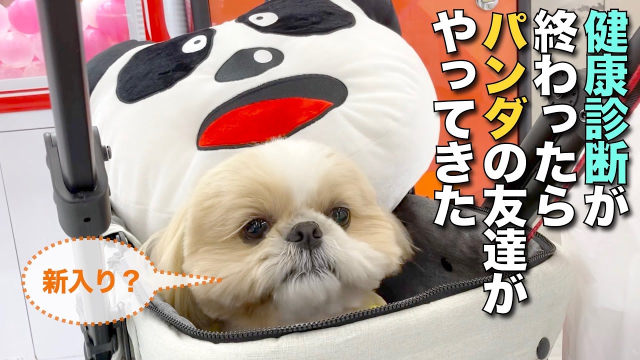 【シーズー】健康診断が終わったらパンダの友達がやってきた！www（今日のオトンクッキングは、ヤバいもんができた…人生初のタマゴ焼き編）【324】