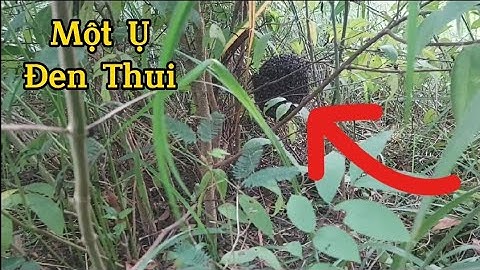 Hướng dẫn tìm tổ ong ruồi trong lùm cây.