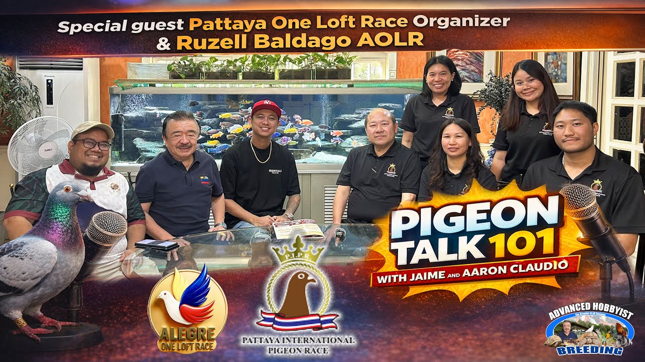 Разговор о голубях | Организатор соревнований Pattaya One Loft Race и Рузелл Балдаго (AOLR) | с Х...