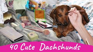 40 Cute and Funny Dachshund Videos Instagram Compilation | TryNotToLaugh Sausage Dogs