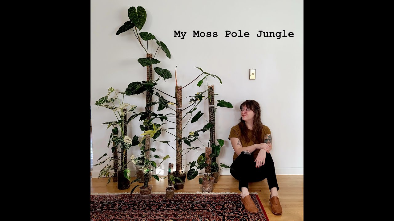 Moss Pole – The Leafy Branch