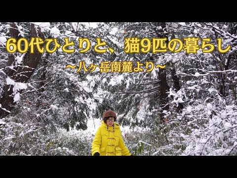 【🍃148話】八ヶ岳南麓に一人で移住20年、雪ってどれだけ降って積るの?　リアル雪エピソードより/野菜を使うと罪悪感が薄れる、そんなキャロットケーキ/邪道だけど美味しい、春巻きの皮のラザニア/時々、猫