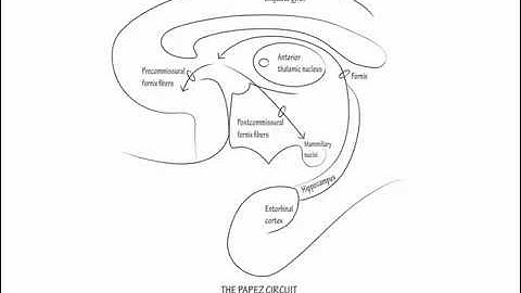 The Papez Circuit   Draw it to Know it   Neuroanatomy Tutorial mp4
