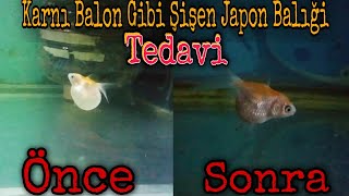 Japon Baliği Tedavi̇si̇, Karnı Balon Gibi Şişen Japon, Ters Dönen Japon Balığı Tedavisi,
