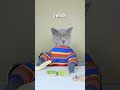 Enjoy Delicious Without Wasting!!?? #funnycat #catsoftiktok  #shorts