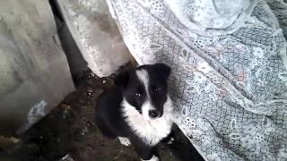 Учим ЩЕНКА к КОМАНДЕ СЕДЕТЬ Учим ЩЕНКА к КОМАНДЕ СЕДЕТЬ