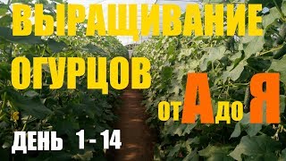 Выращивание огурцов (2й оборот) День 1 - 14