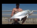 Bow fishing Northern Territory part 3 Huge queenfish
