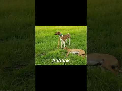 Азавак 🐶 Собака которую хочется накормить #породы собак #собаки #животные #природа