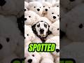 Why Dalmatians are Terrible at Hide-and-Seek #shorts