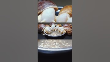 This is how snails 🐌 eat, so funny #snail #eating #food #funny