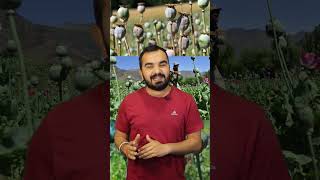 अफ़ीम की खेती | Afeem farming In India | Opium Farming | How we take licence | #shortvideo #short