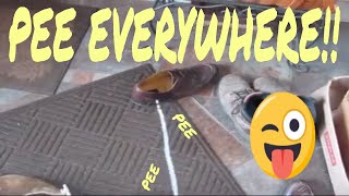 Pee On Everything Pee Joke On My Mom Its Her House Not Real Pee