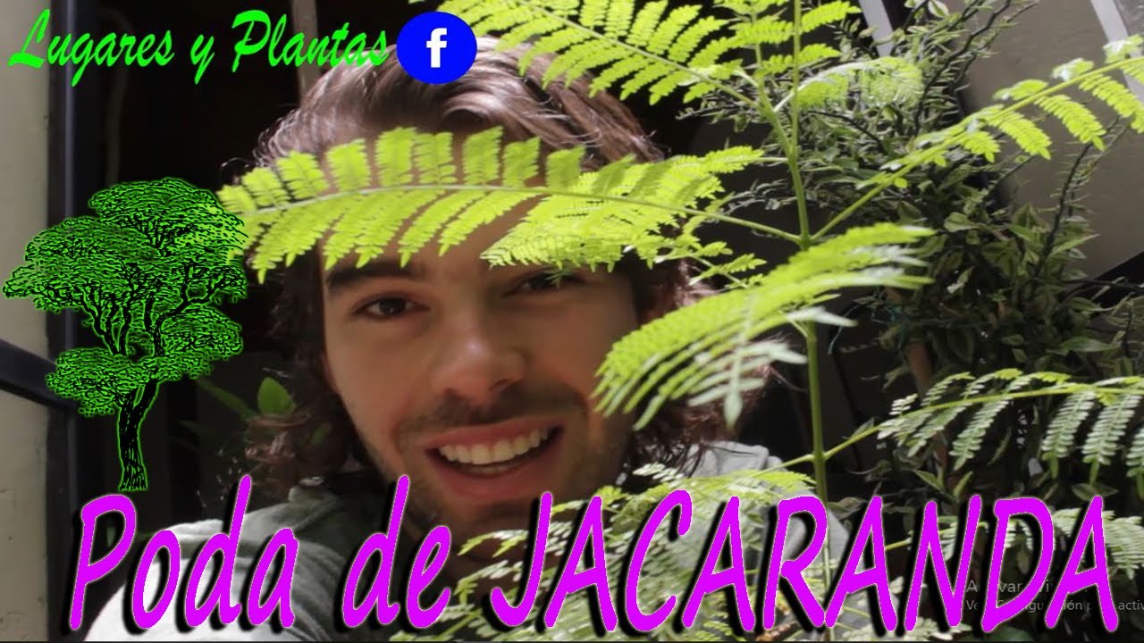 Poda para engrosar tronco de Jacaranda 🌿🌱|| Escuela de reforestación online