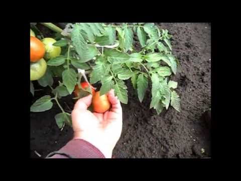 Выращивание ранних помидоров в открытом грунте