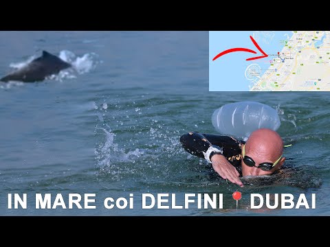 Natura a Dubai: Dove Nuotare con i Delfini