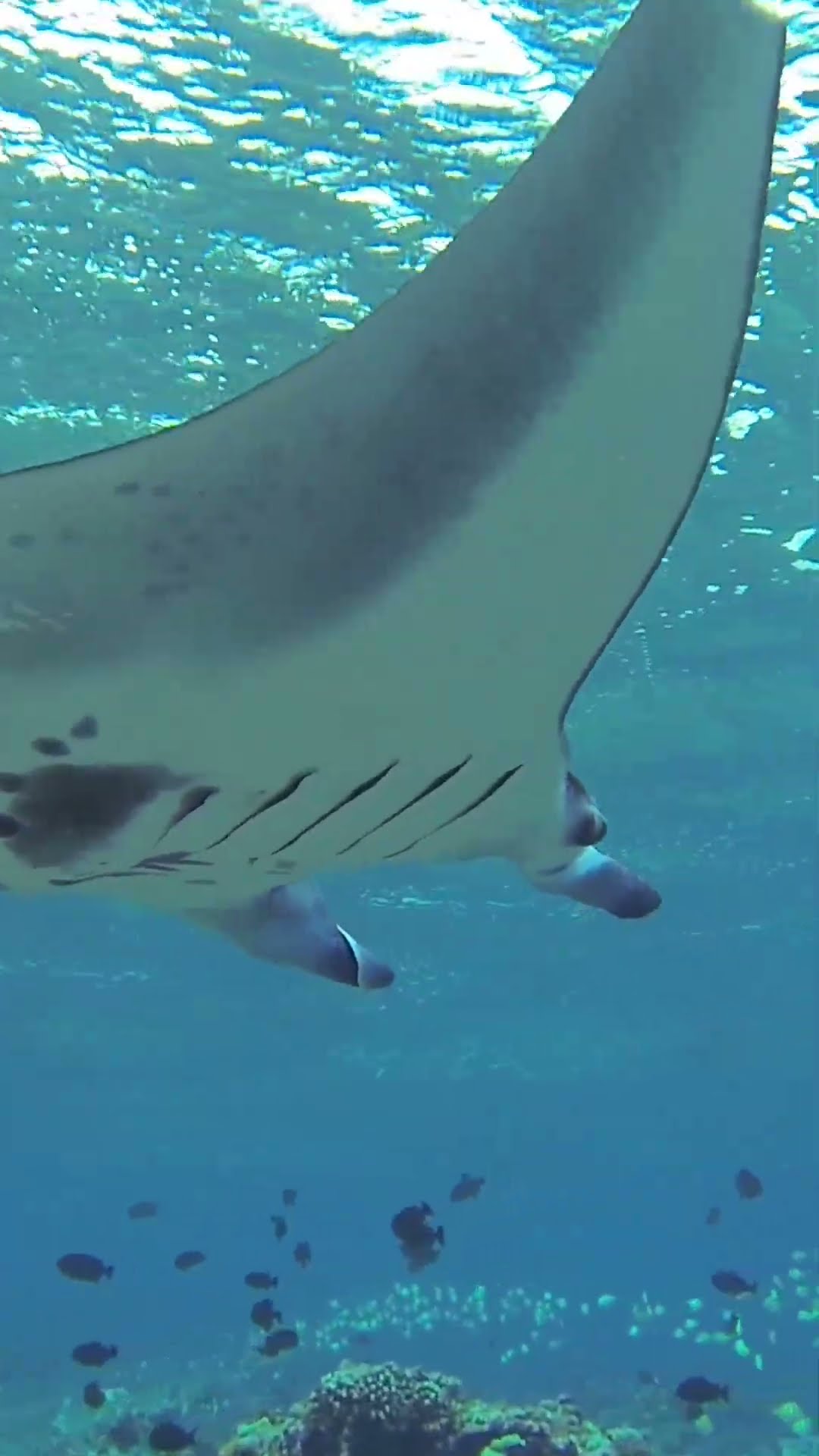manta様用です•*¨*•.¸¸♬︎ Manta ray 'flyby' - YouTube