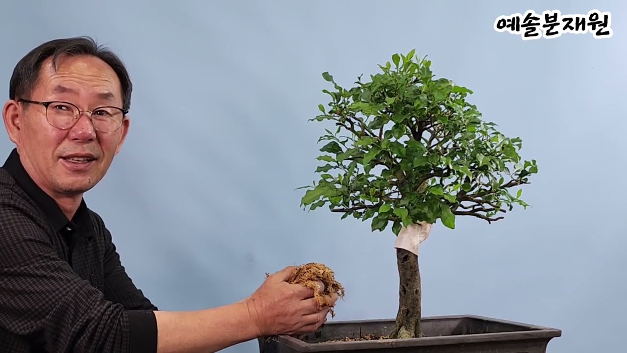 분재관리 575강  발근이 어려운 나무의 취목 방법-상처를 명목으로 꿈꾸다