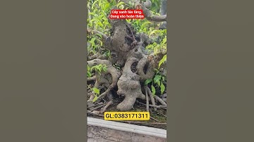 Cốt sanh tán tầng đang vào hoàn thiện