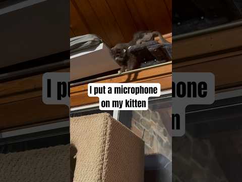 I put a microphone on my kitten while he had the zoomies #ACatNamedLint