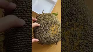 biji bunga matahari #bijibungamatahari #kuaci