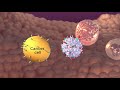 T-Cell Transfer Therapy