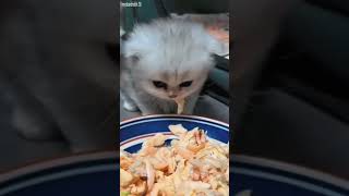 Ninja Cat learns new trick - Pet Content 🎬 Viral Hit!