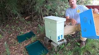Growing Nucs Two Story Style