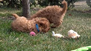 Toy Cavoodle Puppies playing in the garden.