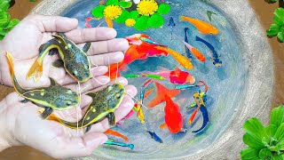 Catch Unique Ornamental Catfish, Ornamental Fish, Kim Kim Fish, Guppies, Eels, Turtles, Shrimp