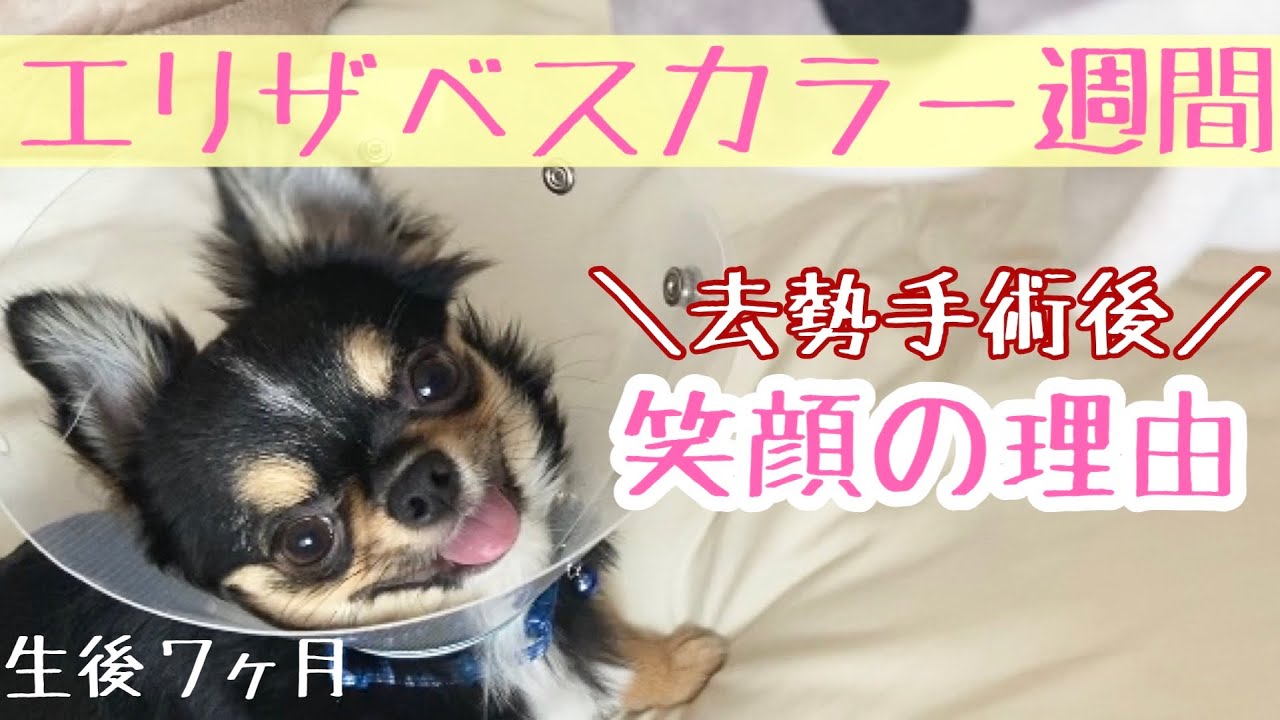 チワワ 必見 去勢手術後に元気がない仔犬を笑顔にする方法 生後7ヶ月 子犬 エリザベスカラー Youtube