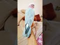 Galah cockatoo