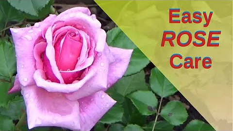 Easiest Rose Care Ever 5-18-2021