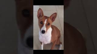 Amazing dog says I love you #barkless #dog #basenji #shorts ￼￼