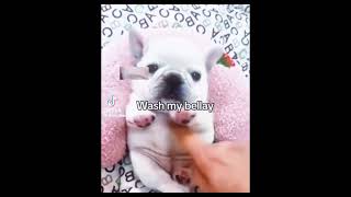 I Am Pibble, Wash My Belly Edit. 2.00