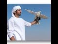 Falcon of Emirates Song - صقر الامارات - فرقة المثايل الحربية