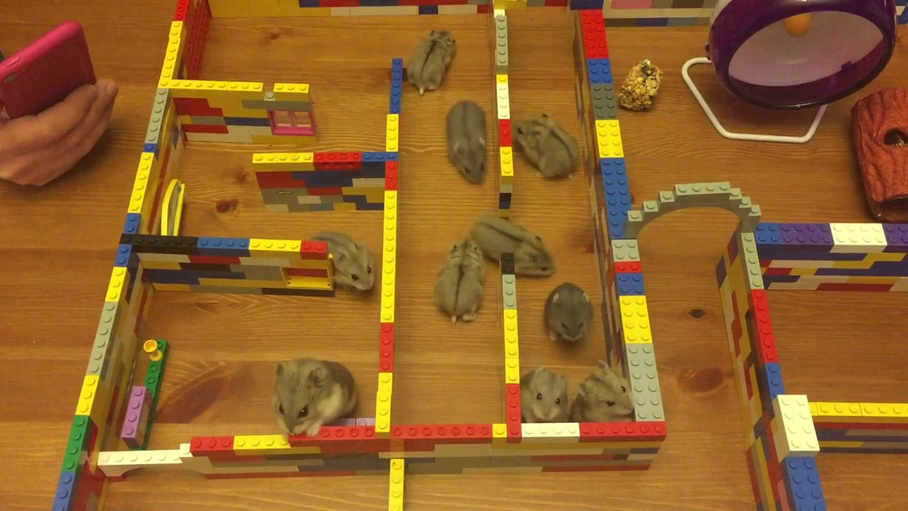 hamster maze science fair projects 4th grade hamster maze science fair projects 4th grade