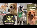 BORN IN 1964 JEFFREY JEFFREY BEZOS | ANIMAL EDITION TIKTOK COMPILATION | GOLDEN RETRIEVER VERSION